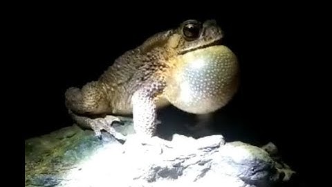 Tiếng cóc kêu gọi bạn tình