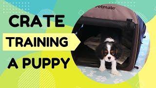 Crate Training a Puppy First Training Session 🐶 | How to Crate Train Your Puppy