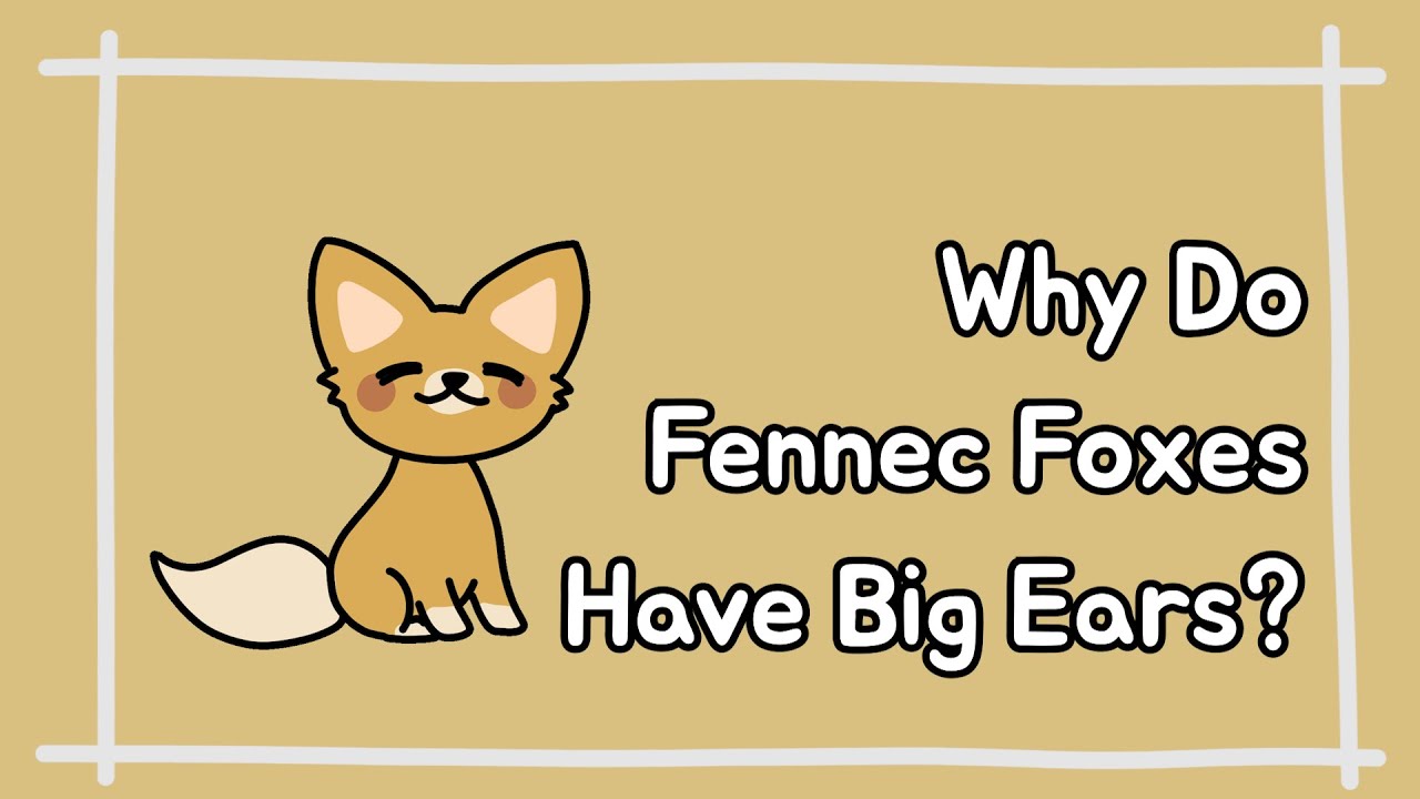 [Eng] Why Do Fennec Foxes Have Big Ears?│Terry'S Cute Animals