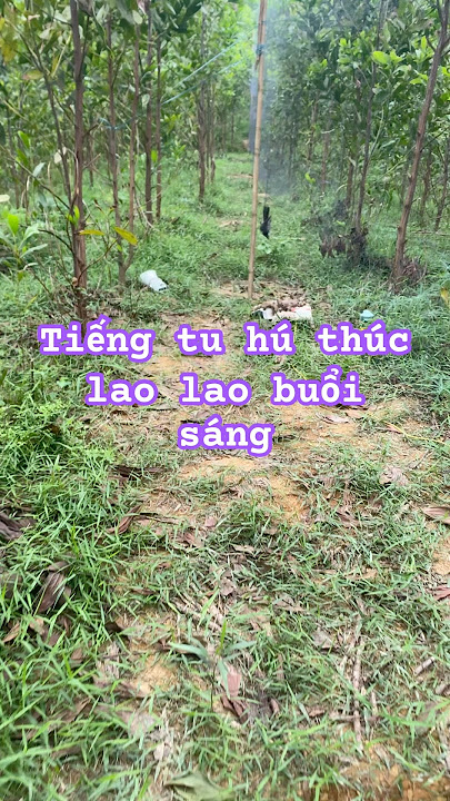 NvT_ Tiếng Tu Hú Thúc Lao Loa Buổi Sáng #tuhu #tiengchimdem #NvT