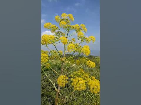 Ферула обыкновенная כלך מצוי Ferula communis - YouTube