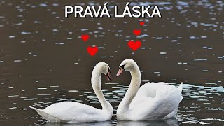 Download Lagu 💞 PRAVÁ LÁSKA 💞 - tvoja téma/situácia z kariet + anjelské rady. MP3 Download Lagu 💞 PRAVÁ LÁSKA 💞 - tvoja téma/situácia z kariet + anjelské rady. MP3