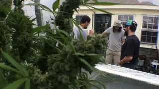 3 pound Marijuana plant!!!!
