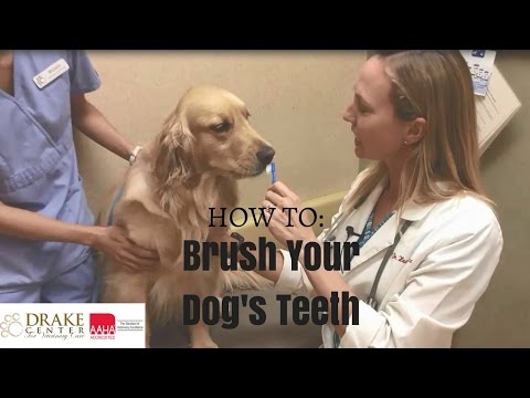 How to brush your dog's teeth – Veterinary Teaching Hospital