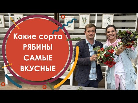 Дегустация рябины. Какие сорта рябины плодовой самые вкусные