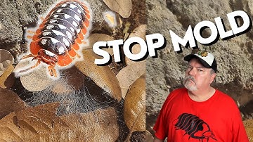 Mold in an Isopod Enclosure  - How to Prevent AND Fix Mold Issues