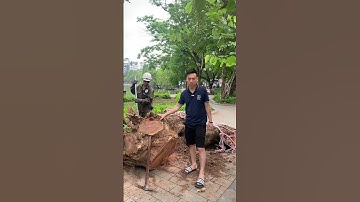 Cận Cảnh Gốc Cây Gỗ Sưa Ven Hồ Gươm HN I Tượng Gỗ Đẹp