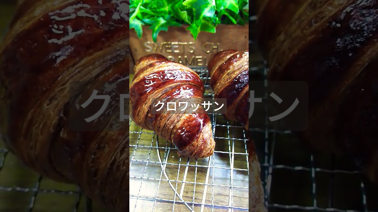 ジプソフィア　gypsohila クロワッサンビスチェ croissant ジプソフィア gypsohila クロワッサンビスチェ croissant 探し回ら