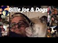 Green day billie joe and his funny dogs