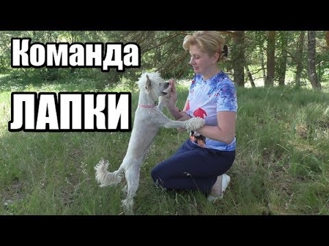 Команда ЛАПКИ/Забавные трюки/Дрессировка собак