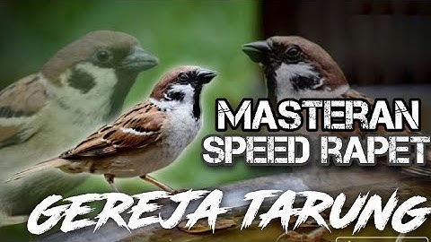 MASTERAN GEREJA TARUNG SPEED RAPET KASAR & SUARA JERNIH