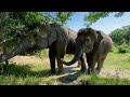 Санаторий для слонов: в Сочи открылся первый парк для реабилитации цирковых животных