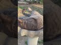 #memes #funny #catmemes  like subcribe