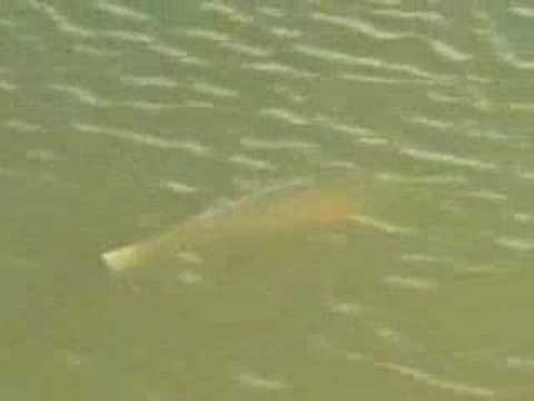 The Red Zone-Fly-Fishing for Red Fish