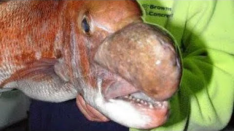 Never ever have we had fishing like this!  Freak show!