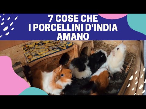 Video: Come dare pigne ai conigli