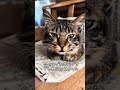 私は未手術多頭飼育のご家庭の救済にも積極的に取り組んでいます。猫を救うことはもちろん、人の心も救いたいのです。活動や通院を優先しているため、投稿、HP更新、お問い合わせへの対応が遅れています🙇‍♀️