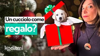 Un cucciolo come regalo di Natale? Non è un pacco da scartare