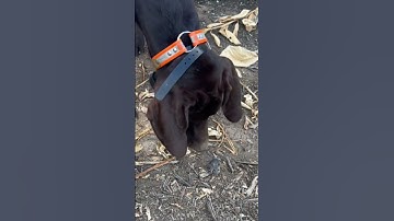 #mayihelpyou #birddog #pudelpointer #sillydog #furryfriend #furrbabies