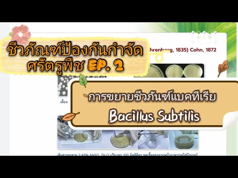 ชีวภันฑ์ป้องกันกำจัดศรัตรูพืช EP.2: การขยายชีวภันฑ์แบคทีเรีย Bacillus Subtilis