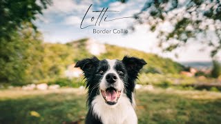 Border Collie Lotti | tricks & frisbee