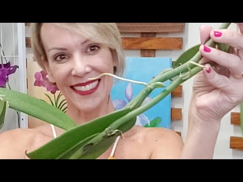 13 Orquídea Baunilha, como fazer muda e cultivar. - thptnganamst.edu.vn