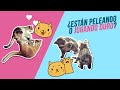 Gatos PELEANDO vs. JUGANDO DURO 😻🆚😾| Fíjate en 3 cosas para diferenciarlos