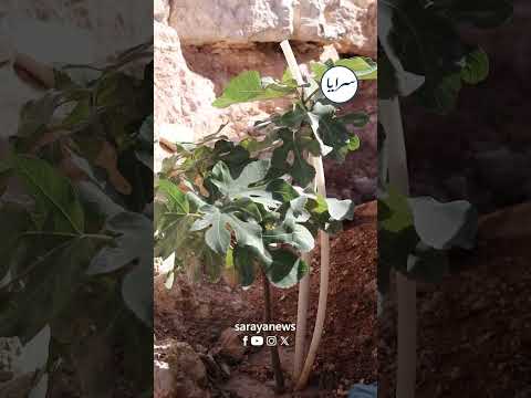 شاهد ماذا يفعل هذا السبعيني في شارع بطبربور