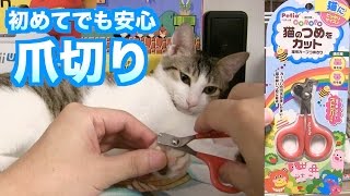 【生後５カ月】優しい爪切り使ってみた！【Petio〜コロポ〜】