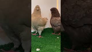 حمام زينة fancy pigeons Modena