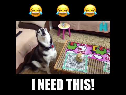 talking pet hamster