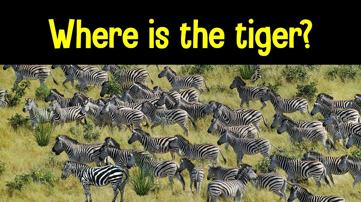 Find the Animal Game | Can you find the hidden animals?