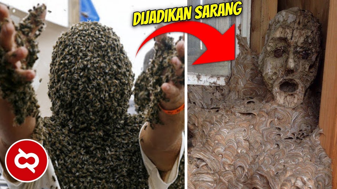 10 Sarang Hewan Dengan Bentuk  Yang Paling Unik Di Dunia 