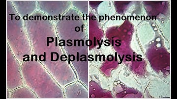 Plasmolysis Experiment