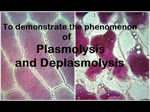 Video: Plasmolysis inaathirije seli za mimea?