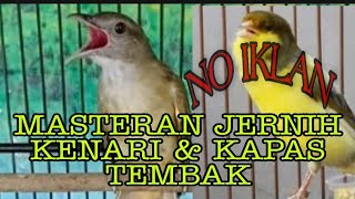 masteran kenari dan kapas tembak jernih