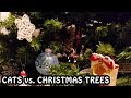 Cats vs. Christmas Trees 2018 - 2019