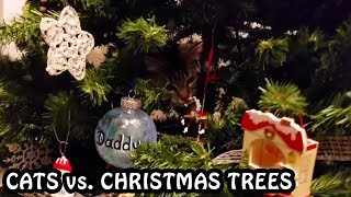 Cats vs. Christmas Trees 2018 - 2019 by FunnyClix 26,454 views 5 years ago 3 minutes, 34 seconds