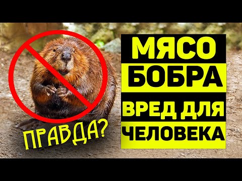 Можно ли есть мясо бобра? НЕПОПРАВИМЫЙ ВРЕД здоровью человека!?