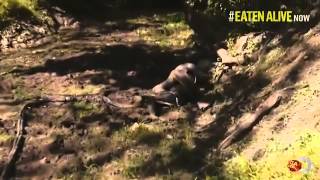 Видео с проглатыванием человека анакондой