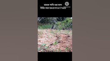 bird trap.waterhen bird trap handing
