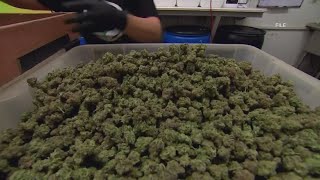 Jacksonville Mayor Donna Deegan, Sheriff T.K. Waters take opposing stances on recreational marijuana