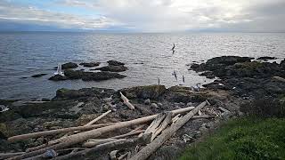 Seagull Slow Mo Clover Point Victoria March 26th 2024 by Michael Kalman 27 views 2 months ago 1 minute, 19 seconds