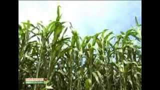 Puntata 14, Sorgo e canna comune