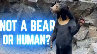 Are Aliens Among Us? Lets talk The Chinese Zoo Bear Drama