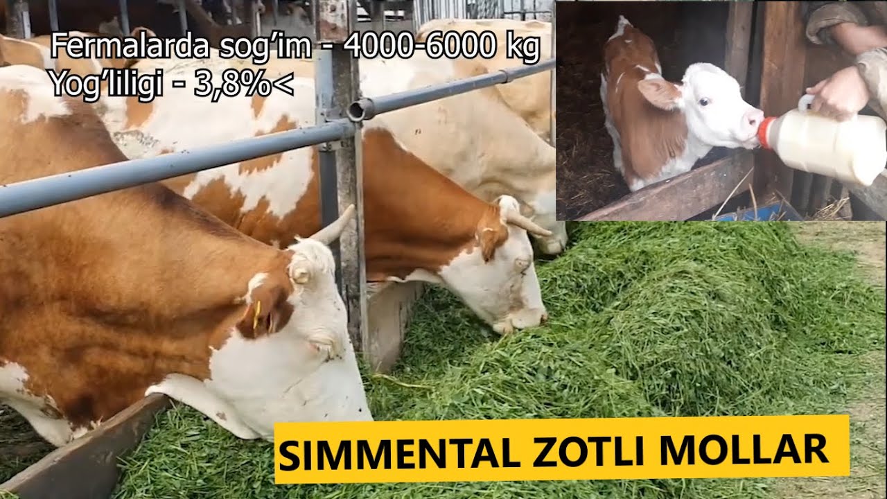 Qoramollarni SIMMENTAL zoti haqida to'liq ma'lumot!