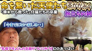 【里親探し】目が開かない状態で保護された４姉弟…奇跡の「天使」になってついに卒業します。