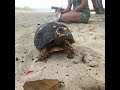 Camila Cabello And Shawn Mendes At St Barths With A Tortoise Camila Cabello And Shawn Mendes At St Barths With A Tortoise