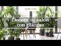 Decora tu salón con plantas