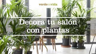 Decora tu salón con plantas